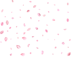 Pink Spring realistic sakura petals. png