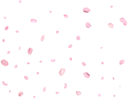 Pink Spring realistic sakura petals. png