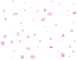 Pink Spring realistic sakura petals. png