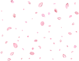 Pink Spring realistic sakura petals. png