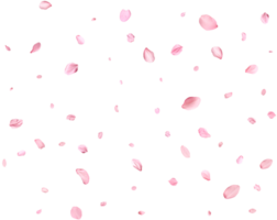 Pink Spring realistic cherry petals. png