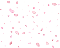 Pink Spring Japanese sakura petals. png