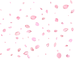 Pink Spring Japanese sakura petals. png