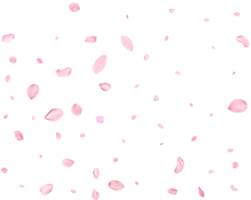 Pink Spring realistic cherry petals. png