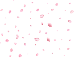 Pink Spring realistic cherry petals. png