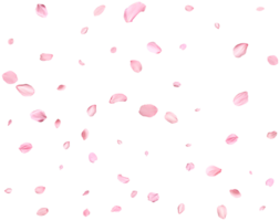 Pink Spring realistic sakura petals. png