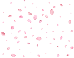 Pink Spring realistic sakura petals. png