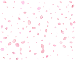 Light pink sakura petals. png