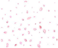 Pink Spring Japanese sakura petals. png