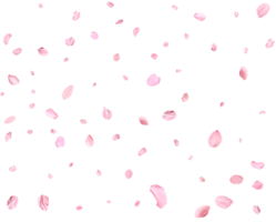 Pink Spring realistic cherry petals. png