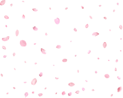 Falling realistic sakura petals. png