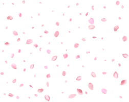 Falling realistic sakura petals. png