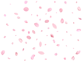 Pink Spring realistic sakura petals. png