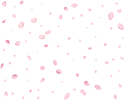 Light pink sakura petals. png