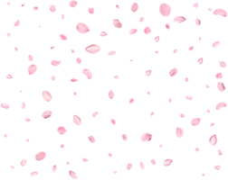 Light pink sakura petals. png