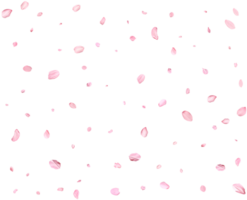 Falling realistic sakura petals. png