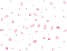 Pink Spring Japanese sakura petals. png