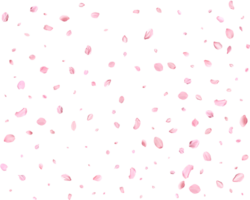 Pink Spring Japanese sakura petals. png