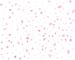 Japanese Spring petals cherry. png