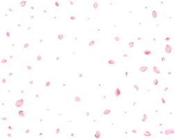 Japanese Spring petals cherry. png