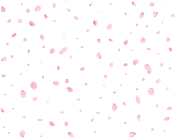 Pink Spring Japanese Cherry petals. png