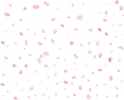 Pink Spring Japanese sakura petals. png