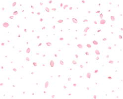 Pink Spring Japanese Cherry petals. png