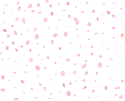 Japanese Spring petals cherry. png