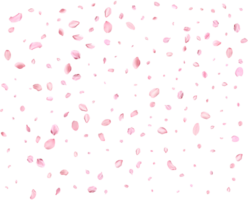 Pink Spring Japanese Cherry petals. png