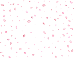 Japanese Spring petals cherry. png