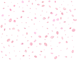 Japanese Spring petals cherry. png