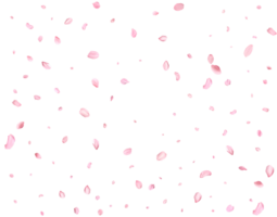 Japanese Spring petals cherry. png