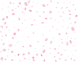 Pink Spring Japanese Cherry petals. png