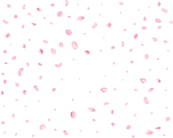 Japanese Spring petals cherry. png