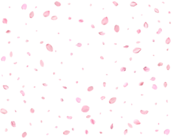 Pink Spring Japanese sakura petals. png