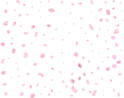 rosa vår japansk körsbär kronblad. png