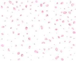 rosa vår japansk körsbär kronblad. png