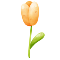 amarillo tulipán suave y vistoso acuarela aislar png