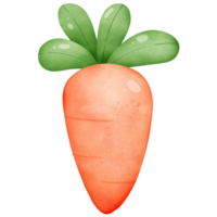 cute fresh colorful carrot watercolor isolated png