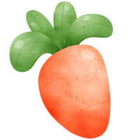 carino fresco colorato carota acquerello isolato png