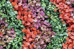 Colorful creeping plant pattern background photo