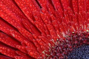 una vista cercana de una hermosa flor de gerbera roja con gotas de agua. fondo de la naturaleza foto