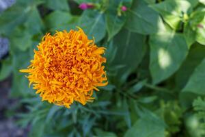 Top view at the orange flower in the green field. Nature flower image concept in the field. Blurred background photo