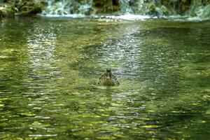 front view of green duck swimming on a lake photo