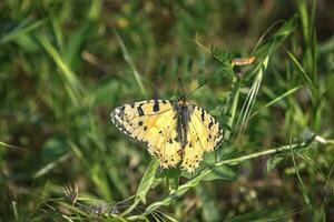 Amazing butterfly perched at green grass photo