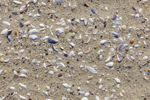 Natural sand surface with shell fragments for use as a background photo