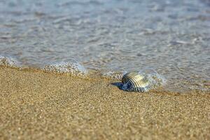 wave over seashell on the beach, Idyllic nature view on the beach. photo