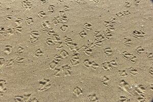 Sand texture with bird traces. Summer abstract background. photo