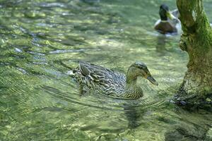 close up of green duck swimming on a lake photo