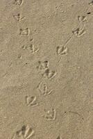 Sand texture with bird traces. Summer abstract background.Vertical view photo